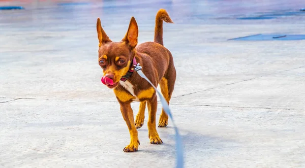 Cão Trela Rosa Está Esperando Por Seu Mestre Puerto Aventuras — Fotografia de Stock