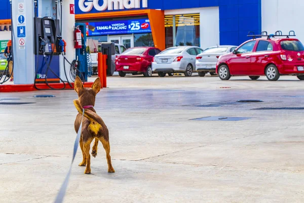 Puerto Aventuras Mexico Februari 2022 Anjing Dirantai Sedang Menunggu Depan — Stok Foto