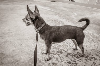 Pembe tasmalı bir köpeğin siyah beyaz resmi Quintana Roo Mexico 'daki Puerto Aventuras' ta sahibini bekliyor..