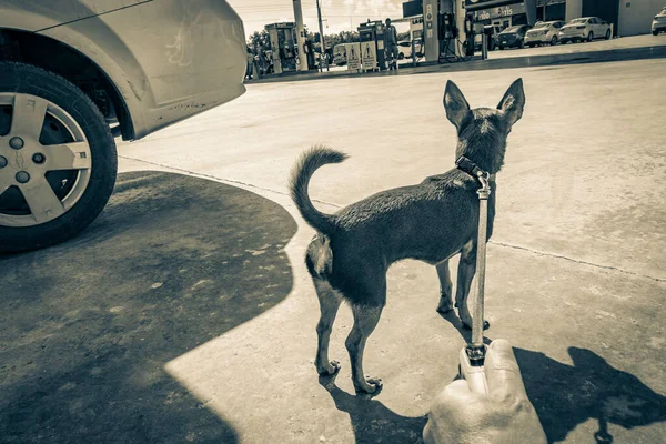 Пуэрто Авентурас Мексика Февраль 2022 Черно Белая Фотография Собаки Поводке — стоковое фото