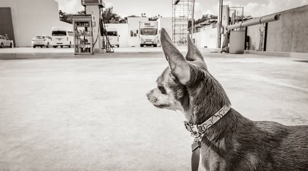 Чорно Біле Фото Собаки Попелі Чекає Перед Магазином Gomart Бензозаправці — стокове фото