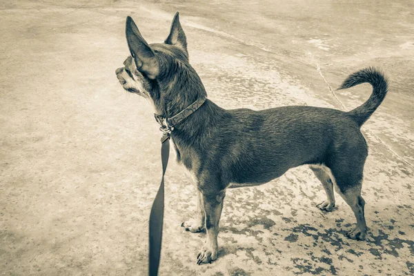 Черно Белая Фотография Собаки Розовом Поводке Ждет Своего Хозяина Пуэрто — стоковое фото