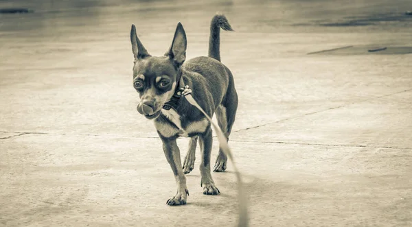 Foto Preto Branco Cão Coleira Rosa Está Esperando Por Seu — Fotografia de Stock