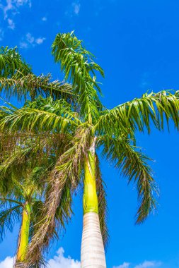 Quintana Roo Mexico 'daki Puerto Aventuras' ta mavi gökyüzü geçmişi olan tropik doğal Meksika palmiyeleri..