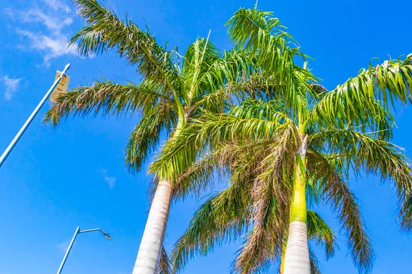 Tropikalne Naturalne Meksykańskie Palmy Niebieskim Tle Nieba Puerto Aventuras Quintana — Zdjęcie stockowe