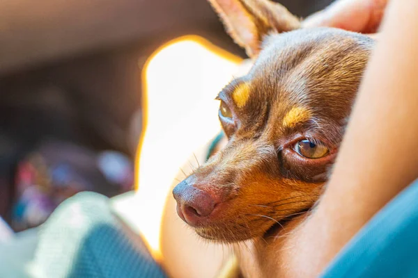Mexican brown russian toy terrier dog while he is tired and sleeps in the car in Akumal Quintana Roo Mexico.