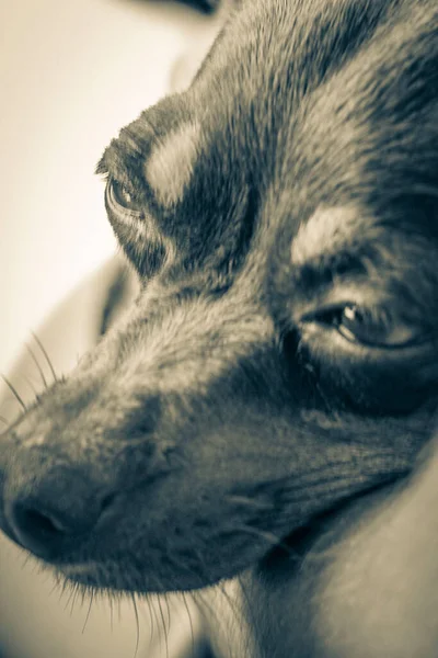 Black and white picture of a mexican brown russian toy terrier dog while he is tired and sleeps in the car in Akumal Quintana Roo Mexico.