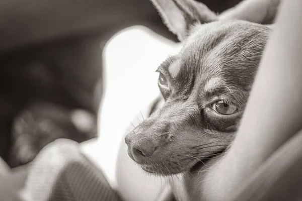 Черно Белое Изображение Мексиканской Коричневой Русской Игрушечной Терьер Собаки Пока — стоковое фото