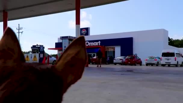 Puerto Aventuras Mexico 2022年2月 紧握皮带的宠物狗在墨西哥金塔纳罗奥岛阿文图拉斯港海湾加油站的Gomart商店前等待着 — 图库视频影像
