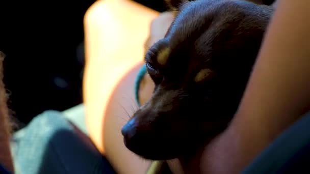 Mexican Brown Russian Toy Terrier Dog While Tired Sleeps Car — Stock Video