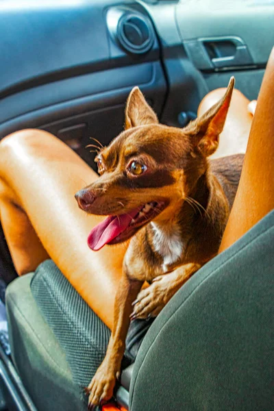 Дуже Веселий Веселий Мексіканський Коричневий Російський Іграшковий Собака Тер Колінах — стокове фото