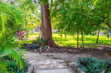 Tropik doğal orman ağaçları, Muyil Chunyaxche Quintana Roo Mexico 'daki tapınak kalıntıları ve sanat eserleriyle antik Maya sahasında palmiye ağaçları ve yürüyüş izleri yetiştirir..