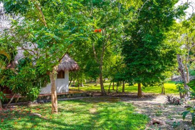 Tropik doğal orman ağaçları, Muyil Chunyaxche Quintana Roo Mexico 'daki tapınak kalıntıları ve sanat eserleriyle antik Maya sahasında palmiye ağaçları ve yürüyüş izleri yetiştirir..