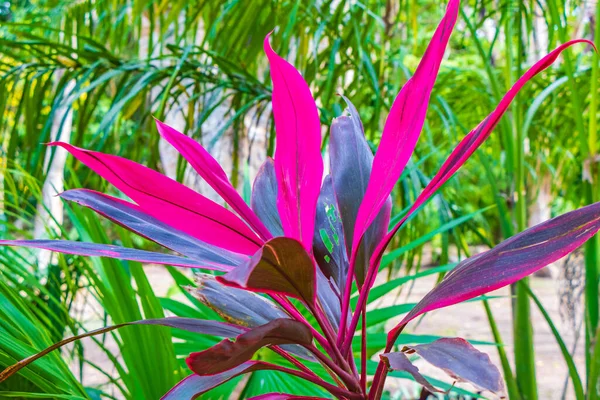 Tropisch Natuurlijk Bos Paars Roze Plant Palmbomen Wandelpaden Oude Maya — Stockfoto