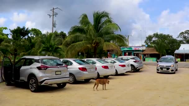 Mexa 2022年2月ジャングルや熱帯の自然や犬の車や砂利道で駐車場チュニャクチェキンタナ ルーメキシコのムイヤヤ遺跡に — ストック動画