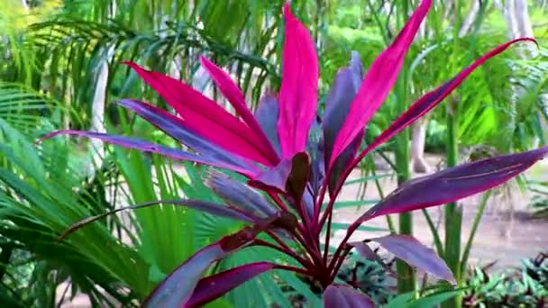 Tropical Natural Forest Purple Pink Plant Plant Palm Trees Walking — Stock Video