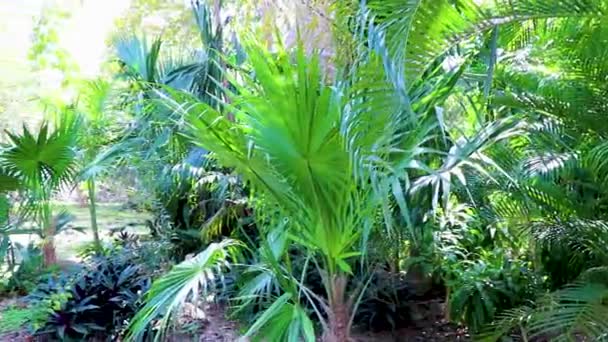Tropikalne Naturalne Rośliny Leśne Dżungli Palmy Szlaki Spacerowe Starożytnym Miejscu — Wideo stockowe