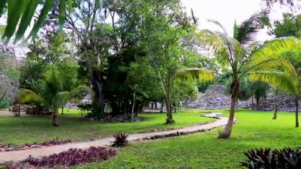 Forêt Tropicale Naturelle Jungle Plante Des Palmiers Des Sentiers Randonnée — Video