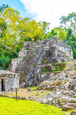 Tapınağı olan antik Maya bölgesi tropik doğal orman palmiyeleri ve Muyil Chunyaxche Quintana Roo Mexico 'daki yürüyüş yolları üzerindeki piramitleri ve eserleri harap eder..