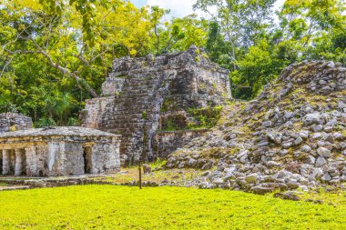 Tapınağı olan antik Maya bölgesi tropik doğal orman palmiyeleri ve Muyil Chunyaxche Quintana Roo Mexico 'daki yürüyüş yolları üzerindeki piramitleri ve eserleri harap eder..