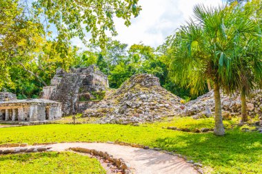Tapınağı olan antik Maya bölgesi tropik doğal orman palmiyeleri ve Muyil Chunyaxche Quintana Roo Mexico 'daki yürüyüş yolları üzerindeki piramitleri ve eserleri harap eder..