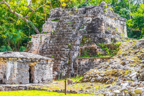 Starověké Mayské Místo Zříceninami Chrámu Pyramidy Artefakty Tropických Pralesních Palmách — Stock fotografie