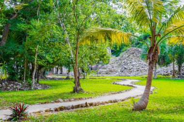 Tropik doğal orman ağaçları, Muyil Chunyaxche Quintana Roo Mexico 'daki tapınak kalıntıları ve sanat eserleriyle antik Maya sahasında palmiye ağaçları ve yürüyüş izleri yetiştirir..