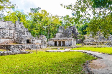 Tapınağı olan antik Maya bölgesi tropik doğal orman palmiyeleri ve Muyil Chunyaxche Quintana Roo Mexico 'daki yürüyüş yolları üzerindeki piramitleri ve eserleri harap eder..