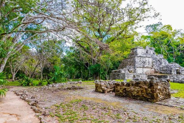 Tapınağı olan antik Maya bölgesi tropik doğal orman palmiyeleri ve Muyil Chunyaxche Quintana Roo Mexico 'daki yürüyüş yolları üzerindeki piramitleri ve eserleri harap eder..