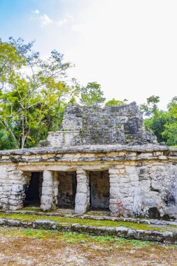 Tapınağı olan antik Maya bölgesi tropik doğal orman palmiyeleri ve Muyil Chunyaxche Quintana Roo Mexico 'daki yürüyüş yolları üzerindeki piramitleri ve eserleri harap eder..