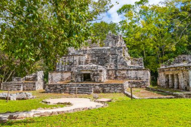Tapınağı olan antik Maya bölgesi tropik doğal orman palmiyeleri ve Muyil Chunyaxche Quintana Roo Mexico 'daki yürüyüş yolları üzerindeki piramitleri ve eserleri harap eder..