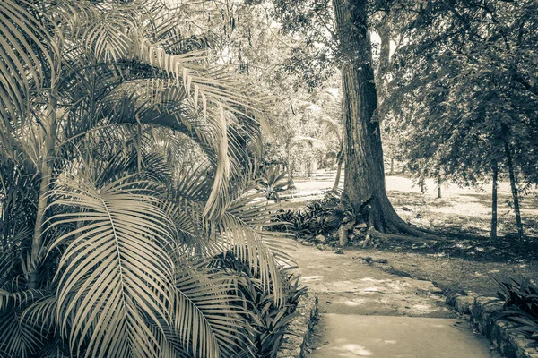 Stary Czarno Biały Obraz Tropikalnych Naturalnych Roślin Leśnych Dżungli Palmy — Zdjęcie stockowe
