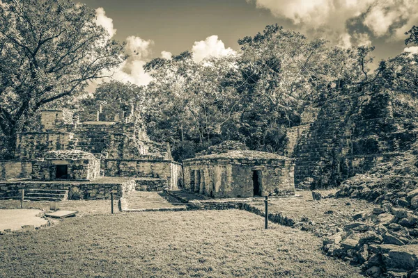 古玛雅遗址的黑白照片 附有神殿废墟金字塔和热带天然丛林森林棕榈树中的文物 以及Muyil Chunyaxche Quintana Roo Mexico的小径 — 图库照片