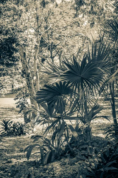 Antigua Imagen Blanco Negro Selva Tropical Natural Plantas Palmeras Senderos — Foto de Stock