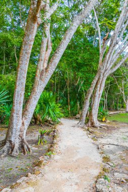 Tropik doğal orman ağaçları, Muyil Chunyaxche Quintana Roo Mexico 'daki tapınak kalıntıları ve sanat eserleriyle antik Maya sahasında palmiye ağaçları ve yürüyüş izleri yetiştirir..