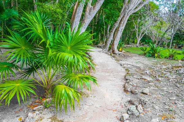 Tropical Natural Jungle Forest Plants Palm Trees Walking Trails Ancient — Stock Photo, Image