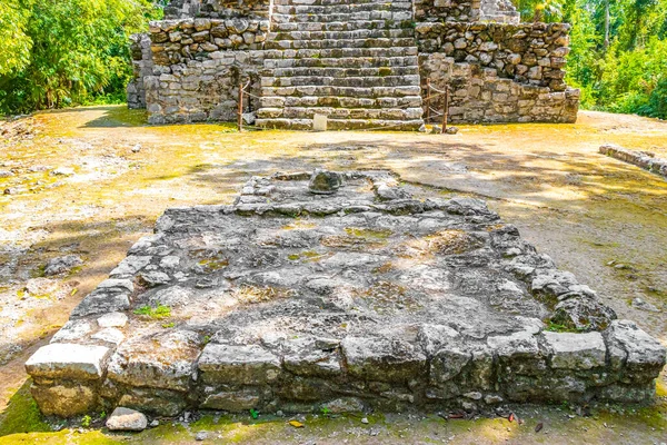 Tapınağı Olan Antik Maya Bölgesi Tropik Doğal Orman Palmiyeleri Muyil — Stok fotoğraf