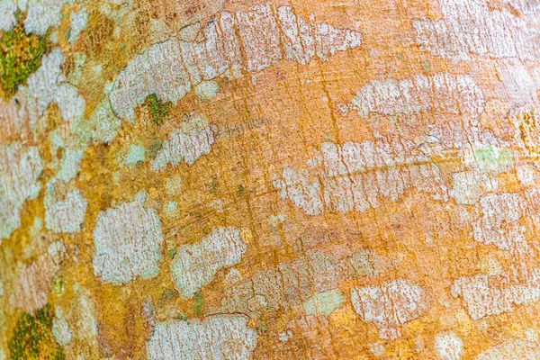 Textura Casca Árvore Tropical Com Colorido Verde Laranja Vermelho Preto — Fotografia de Stock