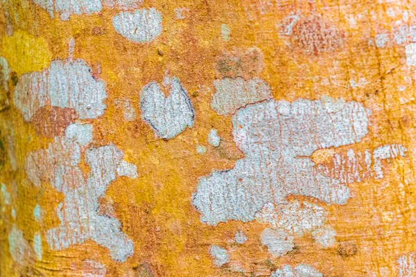 Tropikalna Tekstura Kory Drzewa Kolorowym Zielonym Pomarańczowym Czerwonym Czarnym Mchem — Zdjęcie stockowe