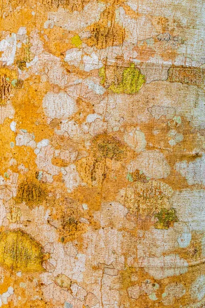 Texture Écorce Arbre Tropical Avec Mousse Lichen Rouge Orangé Vert — Photo