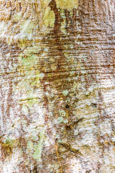 Textura Corteza Árbol Tropical Con Colorido Musgo Verde Amarillo Liquen —  Fotos de Stock