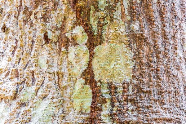 Texture Écorce Arbre Tropical Avec Mousse Verte Jaune Colorée Lichen — Photo