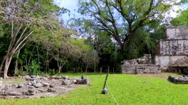 Tapınağı olan antik Maya bölgesi tropik doğal orman palmiyeleri ve Muyil Chunyaxche Quintana Roo Mexico 'daki yürüyüş yolları üzerindeki piramitleri ve eserleri harap eder.