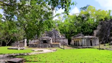 Tapınağı olan antik Maya bölgesi tropik doğal orman palmiyeleri ve Muyil Chunyaxche Quintana Roo Mexico 'daki yürüyüş yolları üzerindeki piramitleri ve eserleri harap eder.