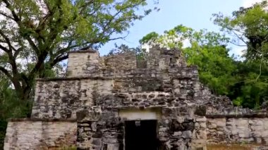 Tapınağı olan antik Maya bölgesi tropik doğal orman palmiyeleri ve Muyil Chunyaxche Quintana Roo Mexico 'daki yürüyüş yolları üzerindeki piramitleri ve eserleri harap eder.