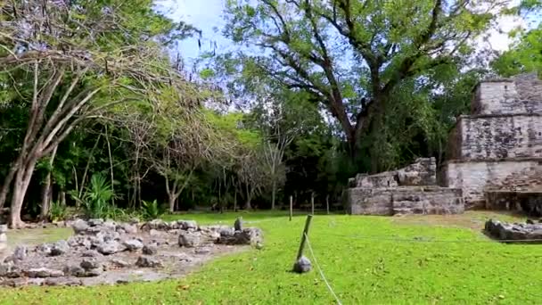 墨西哥Muyil Chunyaxche Quintana Roo拥有金字塔和热带森林棕榈树中的文物以及行走小径的玛雅遗址 — 图库视频影像