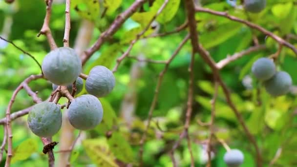 Árbol Plantas Tropicales Con Semillas Bolas Fruta Redonda Verde Antiguo — Vídeos de Stock