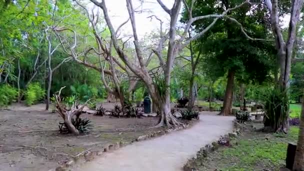 Selva Natural Tropical Plantas Palmeras Senderos Para Caminar Antiguo Sitio — Vídeo de stock