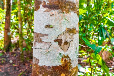 Sian Ka 'an Ulusal Parkı' ndaki Muyil Chunyaxche Quintana Quintana Meksiko 'daki antik Maya tapınağındaki yeşil turuncu ve siyah yosun ve yosunlu tropik ağaç kabuğu dokusu piramitleri harap eder..