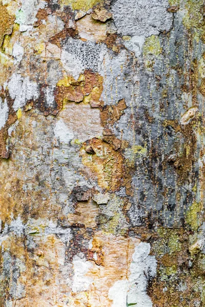 Textura Casca Árvore Tropical Com Colorido Verde Laranja Vermelho Preto — Fotografia de Stock